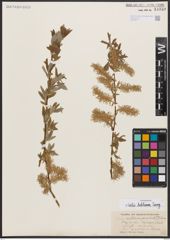 Salix bebbiana Sarg.